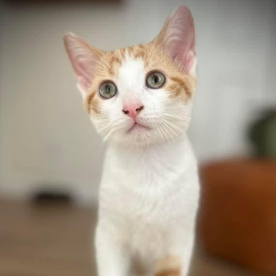 Creamsicle