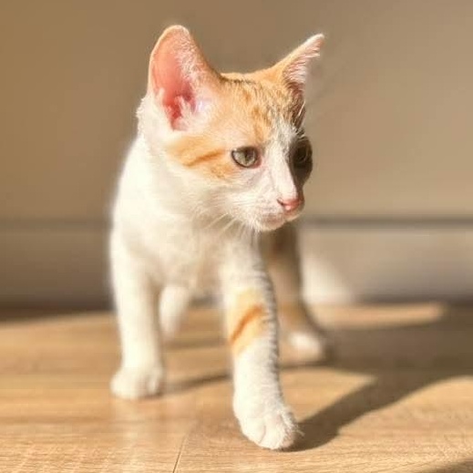 Creamsicle