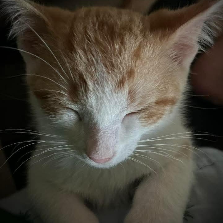 Creamsicle