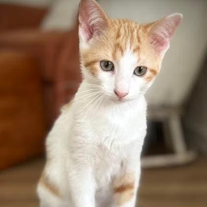 Creamsicle