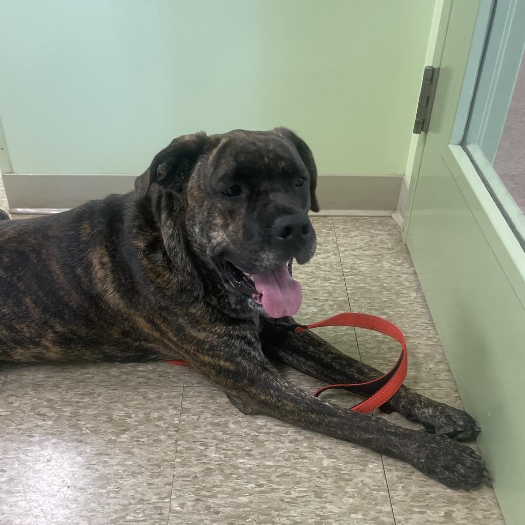 Enlarge Blaze, a Adoptable Bullmastiff in Warren, PA image 1/1