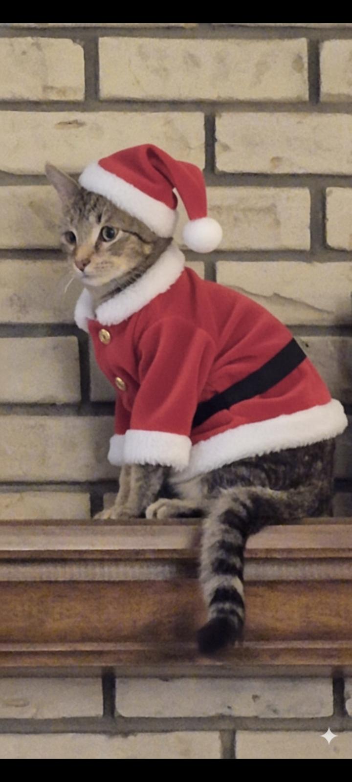 Enlarge Jonah, a Adoptable Tabby in Wheeling, IL image 2/5