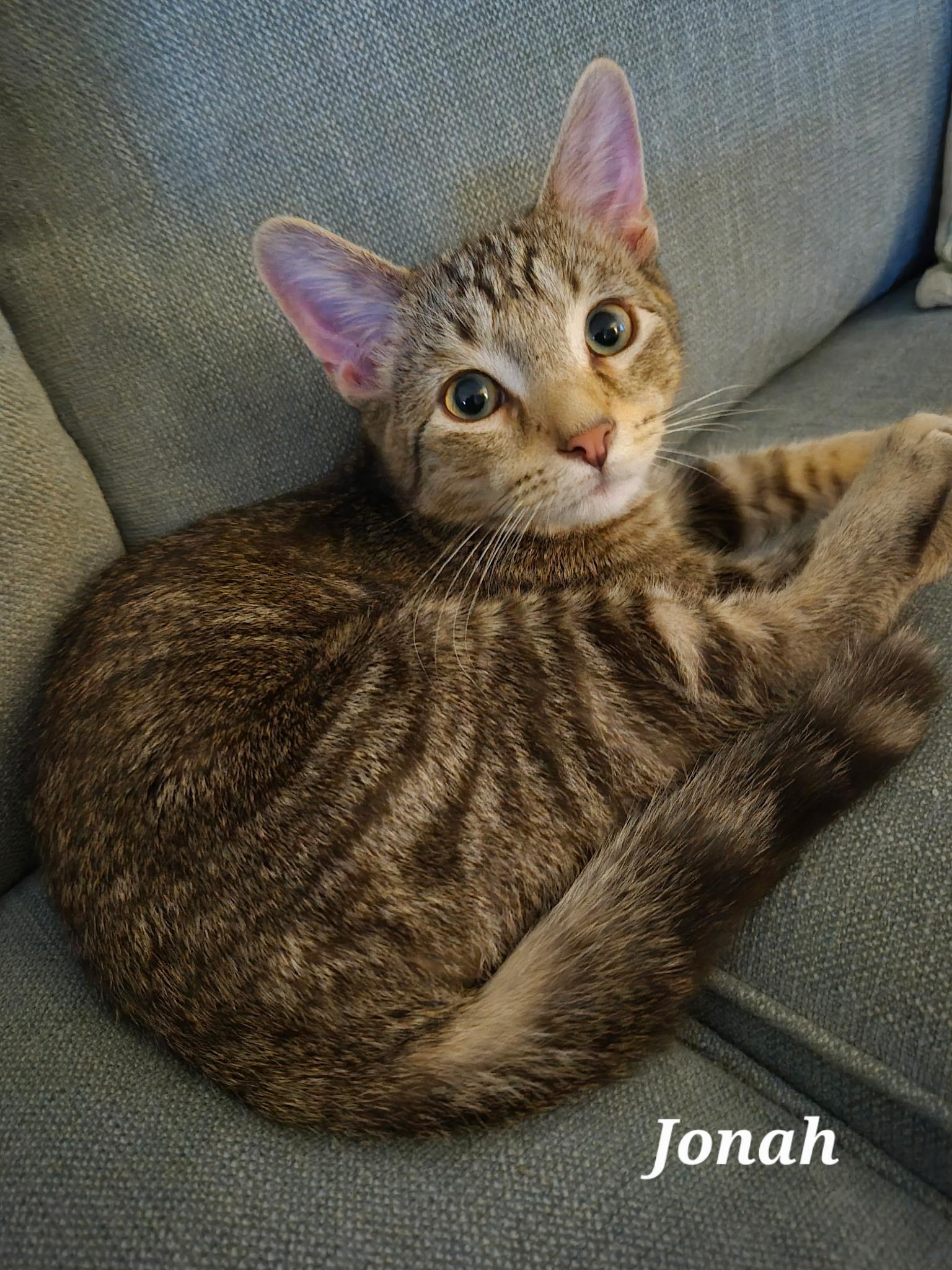 Enlarge Jonah, a Adoptable Tabby in Wheeling, IL image 4/5