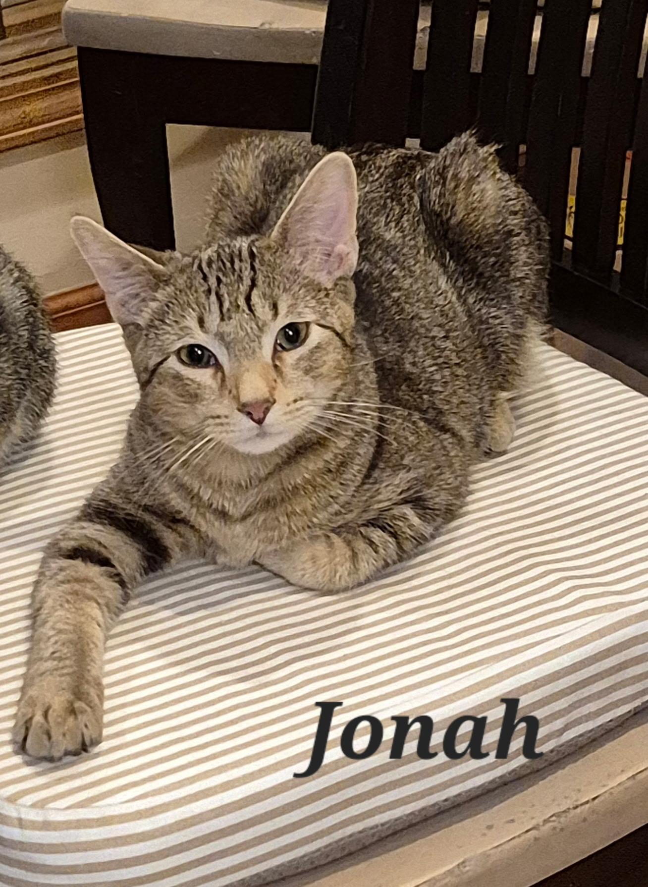 Enlarge Jonah, a Adoptable Tabby in Wheeling, IL image 5/5