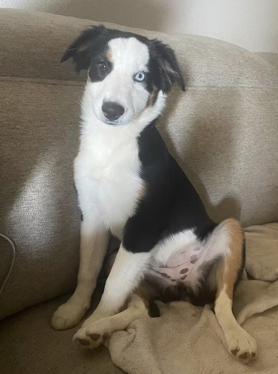 Enlarge Topaz, a Adoptable Australian Shepherd in Arlington, TX image 1/3