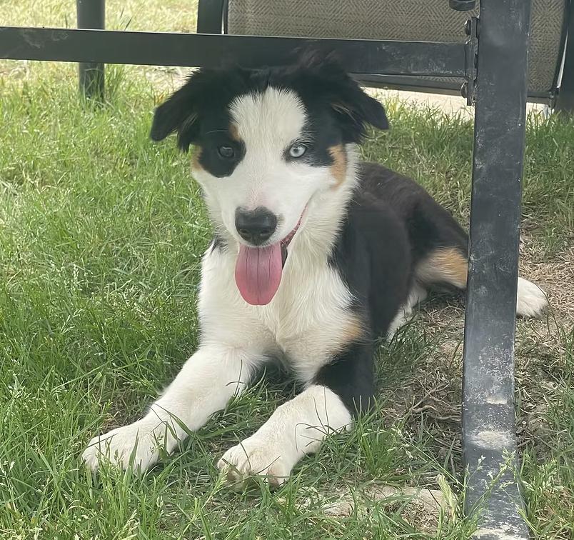 Enlarge Topaz, a Adoptable Australian Shepherd in Arlington, TX image 2/3