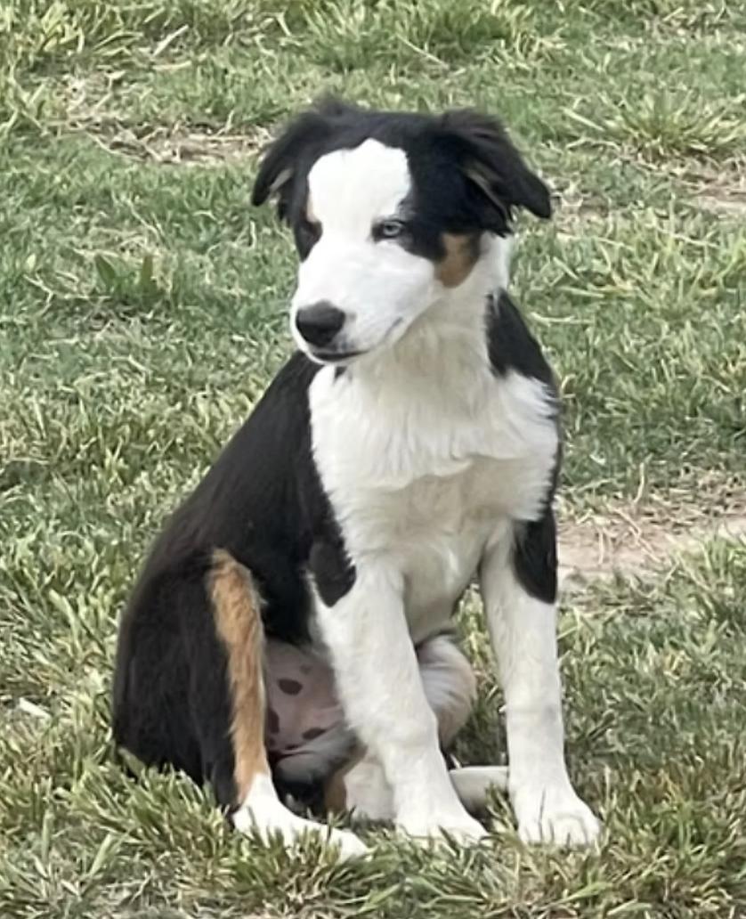 Topaz, Adoptable, Puppy Female Australian Shepherd.