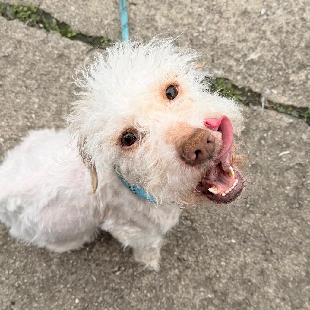 Ace, a Adoptable mixed breed in Saint John, IN image 1/6