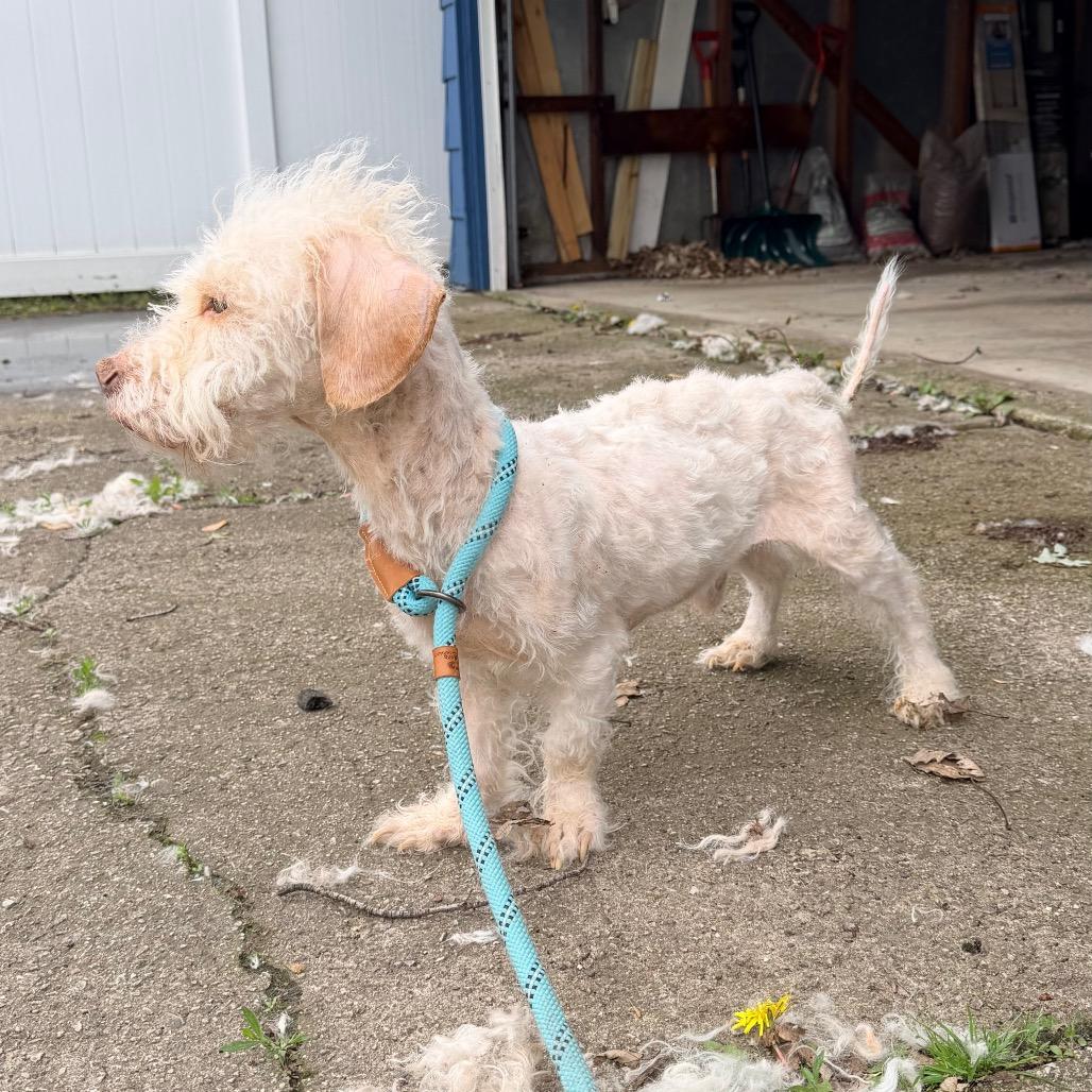 Ace, a Adoptable mixed breed in Saint John, IN image 2/6