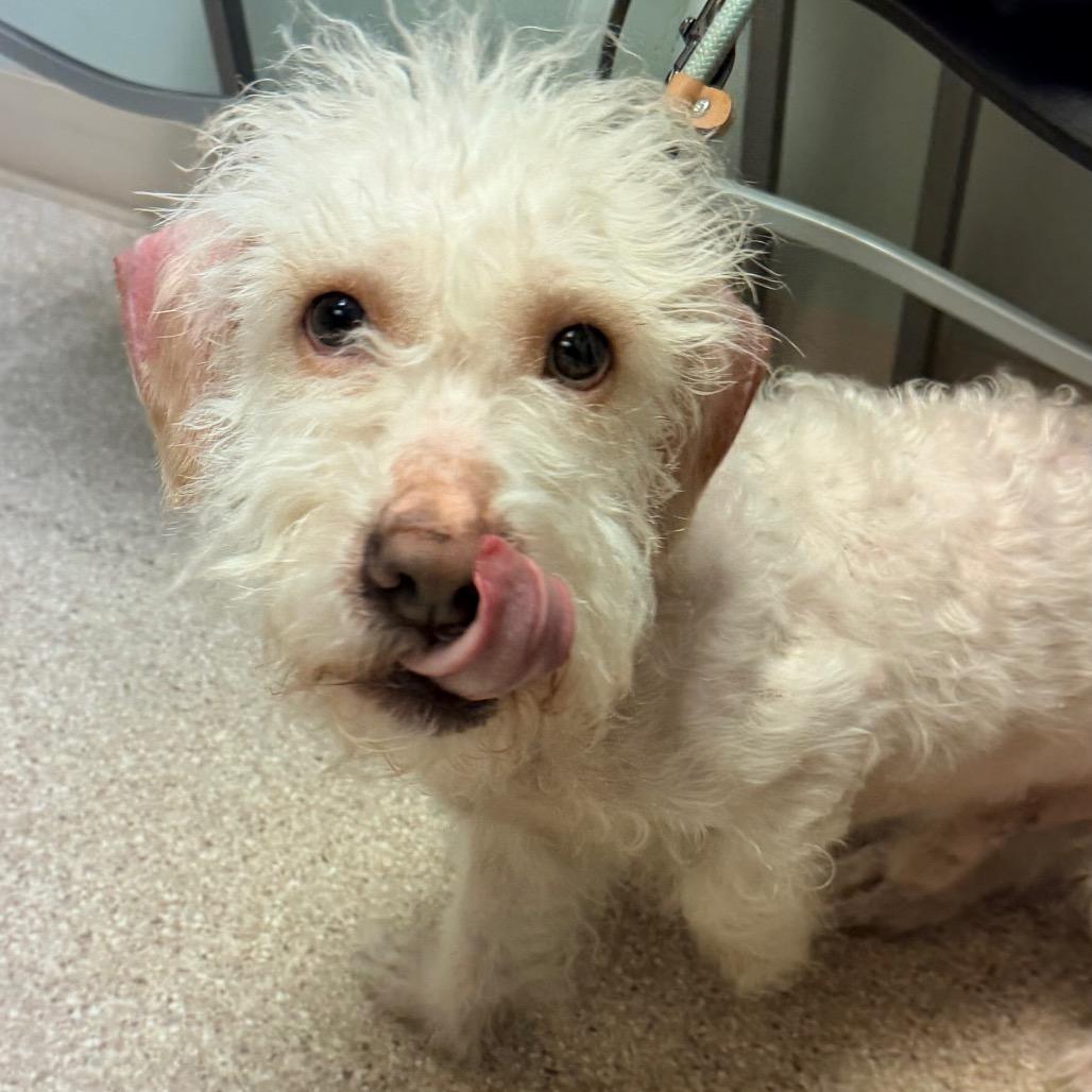 Ace, a Adoptable mixed breed in Saint John, IN image 3/6