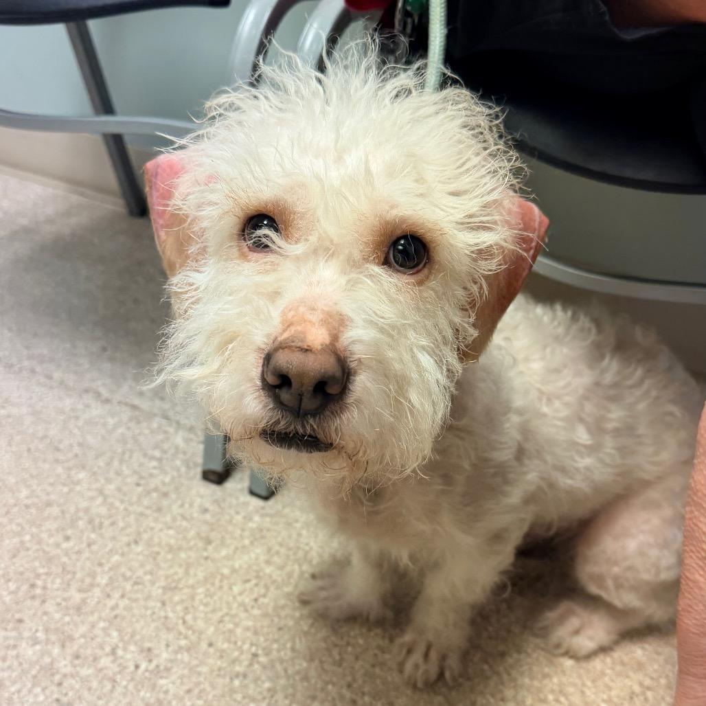 Ace, a Adoptable mixed breed in Saint John, IN image 4/6