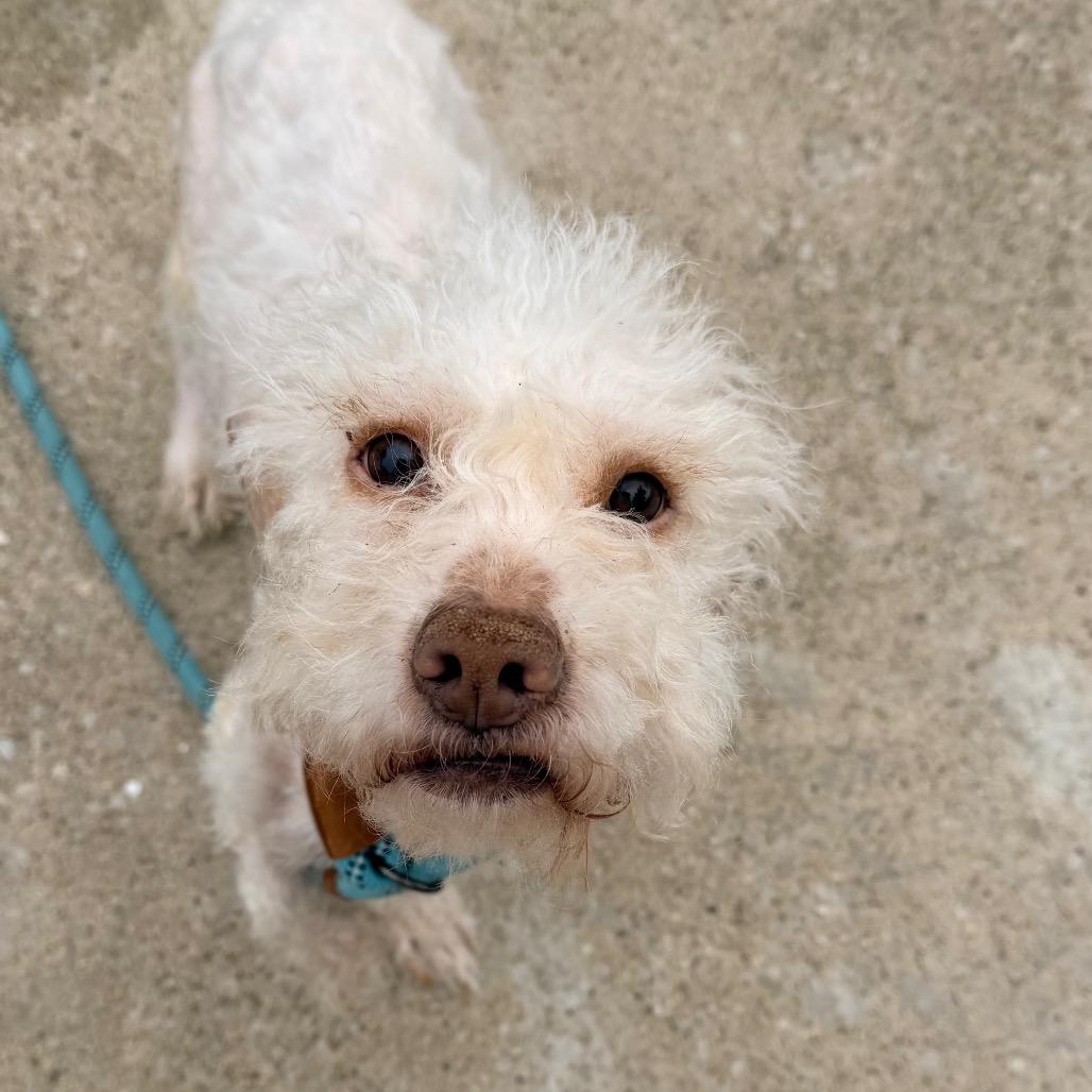 Ace, a Adoptable mixed breed in Saint John, IN image 5/6