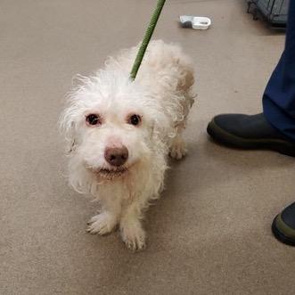 Ace, a Adoptable mixed breed in Saint John, IN image 6/6
