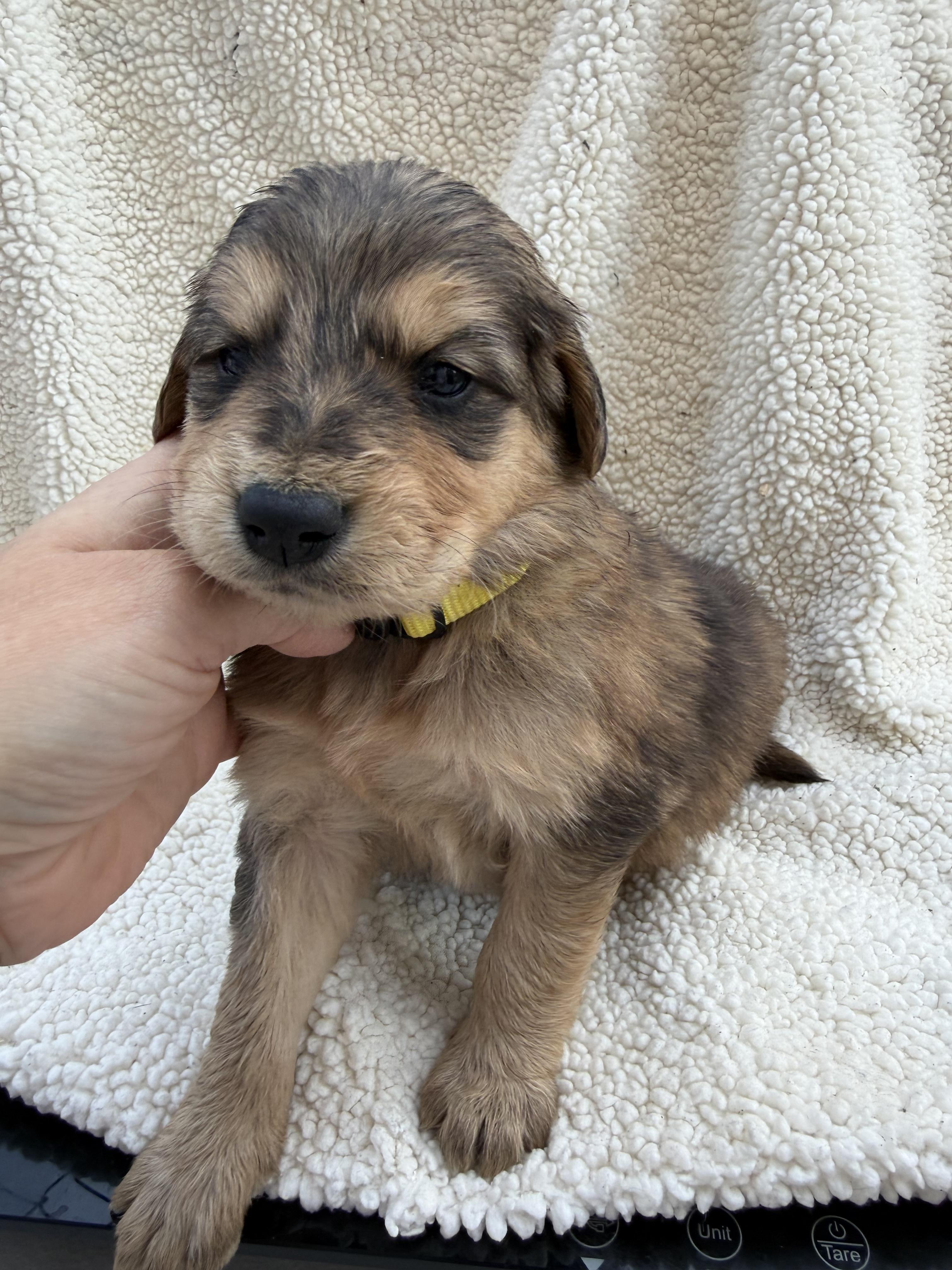 NUTTER BUTTER, Adoptable, Puppy Female Labrador Retriever & Golden Retriever.