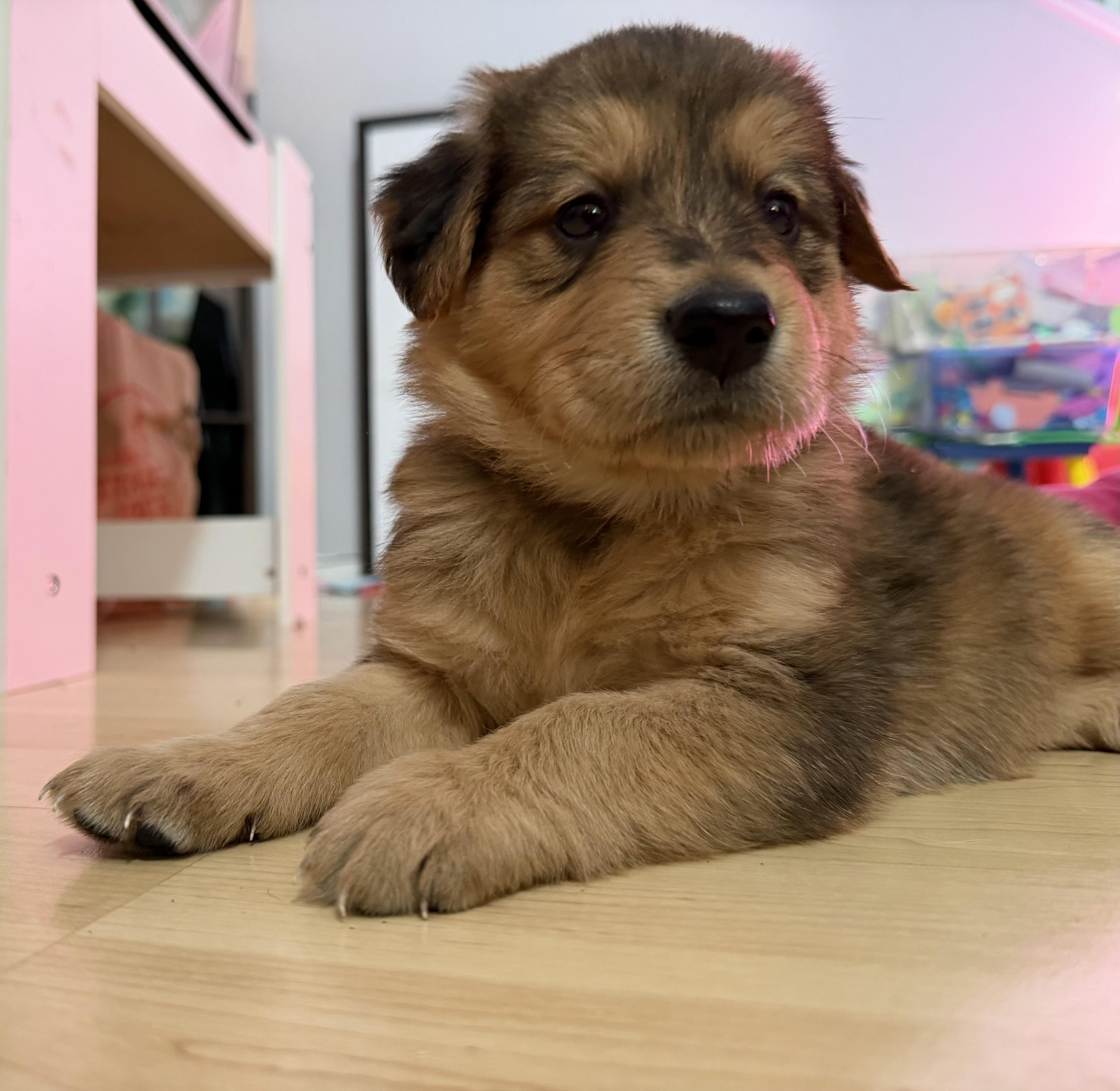 Enlarge NUTTER BUTTER, a Adoptable mixed breed in Discovery Bay, CA image 2/2