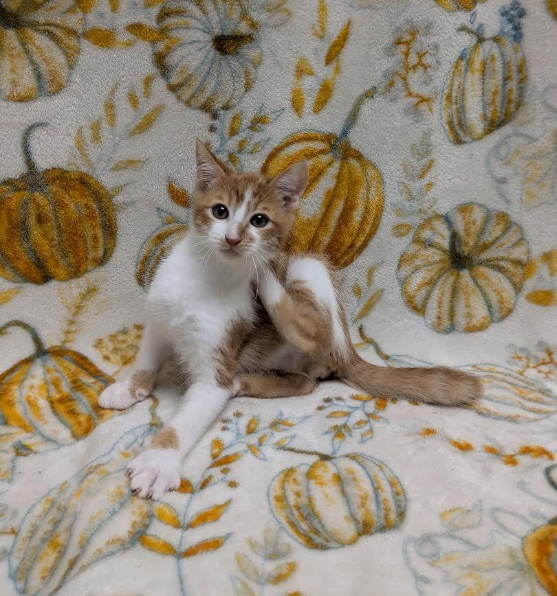 Chestnut, Adoptable, Young Male Domestic Short Hair.