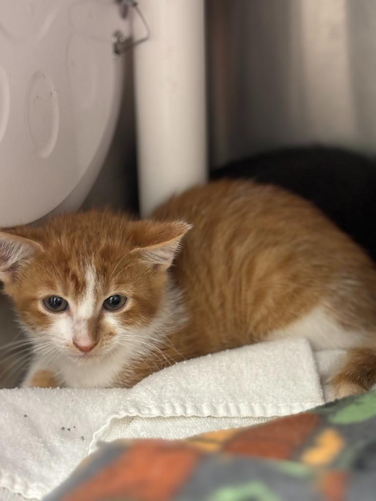 Chestnut, a Adoptable mixed breed in Madison, GA image 2/2