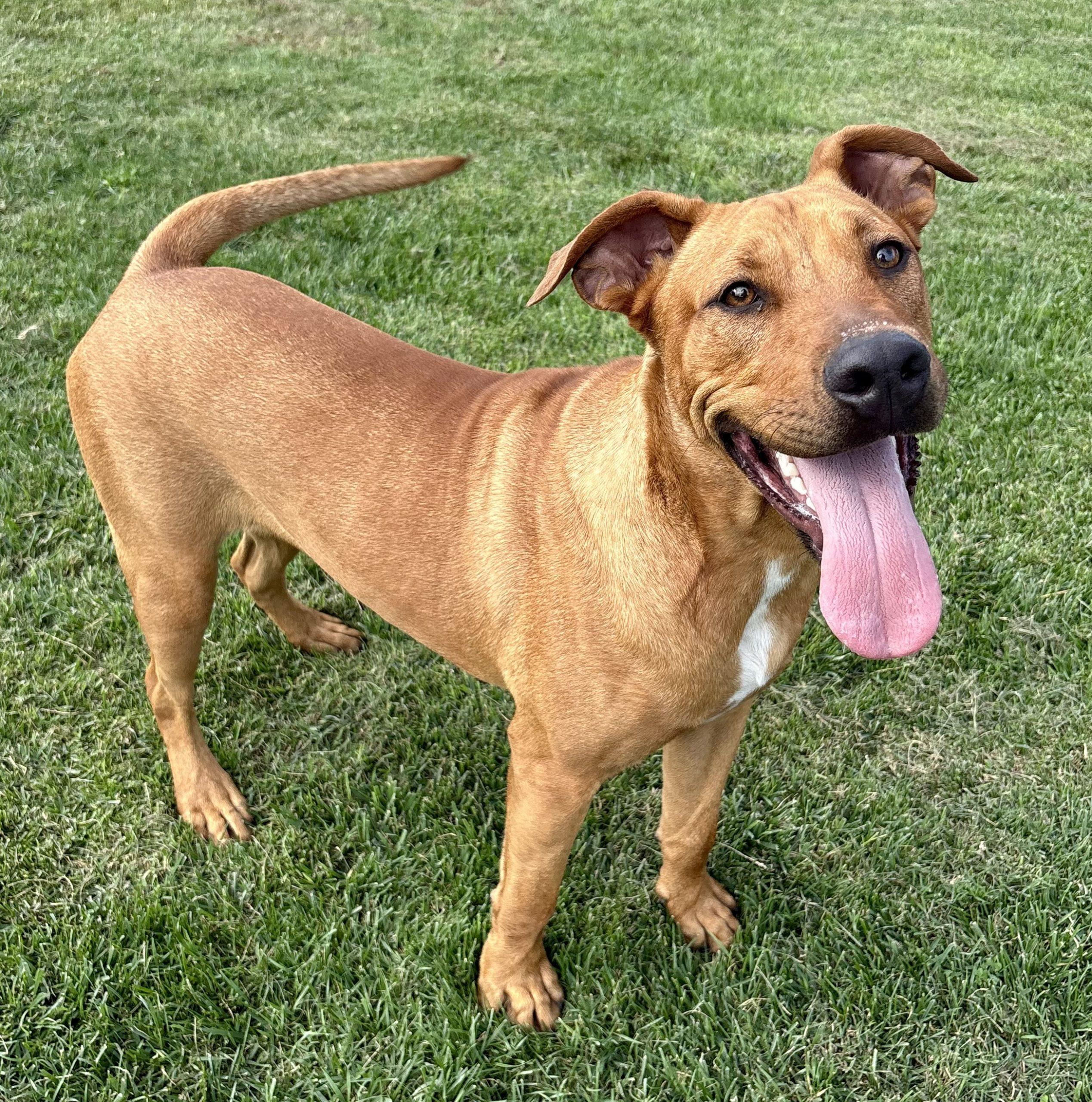 Austin, Adoptable, Young Male Pit Bull Terrier.