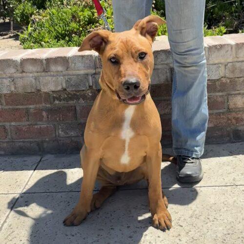 Austin, Adoptable, Young Male Pit Bull Terrier.