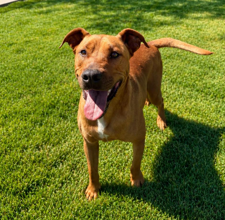 Austin, a Adoptable Pit Bull Terrier in Lathrop, CA image 2/6