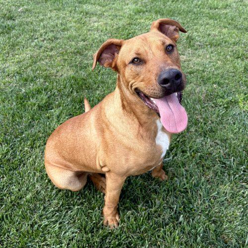 Austin, Adoptable, Young Male Pit Bull Terrier & Rhodesian Ridgeback.