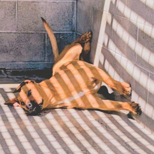 Enlarge Austin, a Adoptable Pit Bull Terrier in Lathrop, CA image 4/5