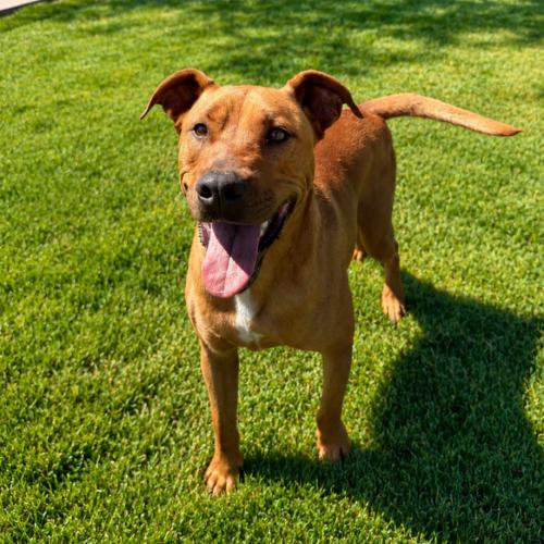 Austin, a Adoptable Pit Bull Terrier in Lathrop, CA image 6/6