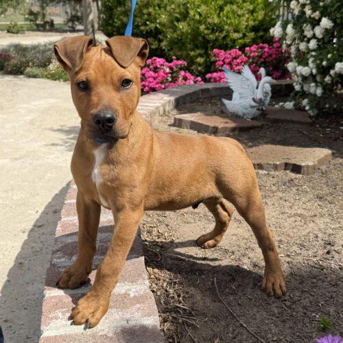 Enlarge Austin, a Adoptable Pit Bull Terrier in Lathrop, CA image 4/4