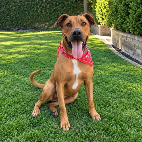 Enlarge Austin, a Adoptable mixed breed in Lathrop, CA image 6/6