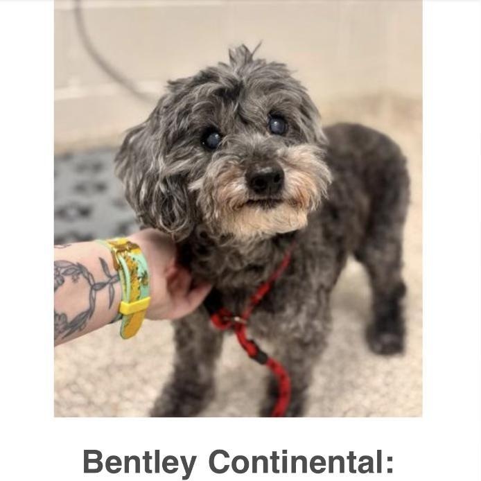 Enlarge Bentley, an adoptable mixed breed in Rockville, MD image 4/6