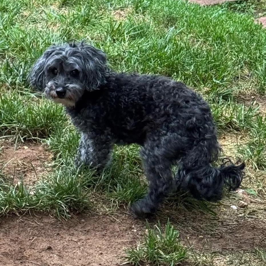 Enlarge Bentley, an adoptable mixed breed in Rockville, MD image 6/6