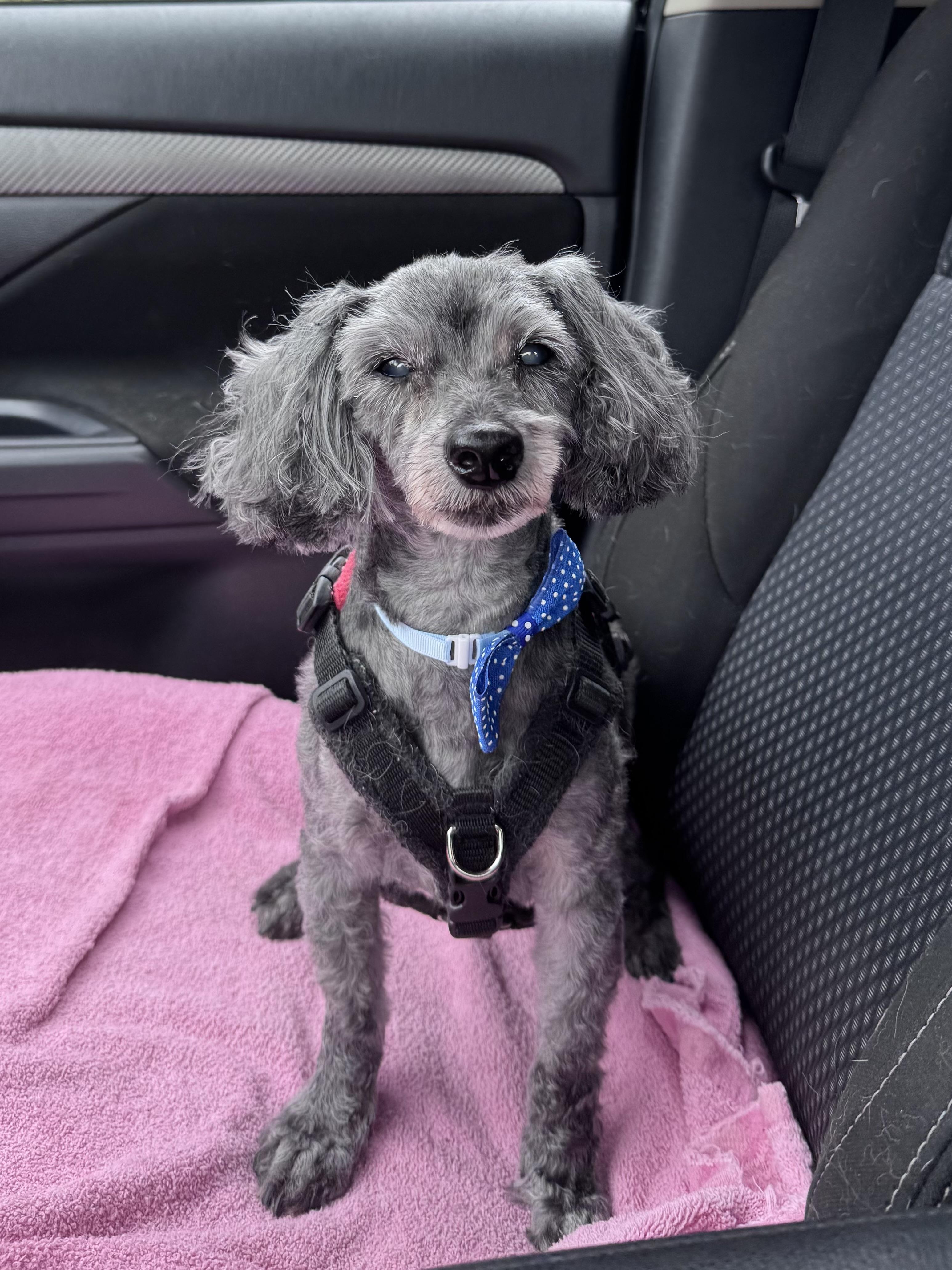Enlarge Bentley, an adoptable mixed breed in Rockville, MD image 5/6