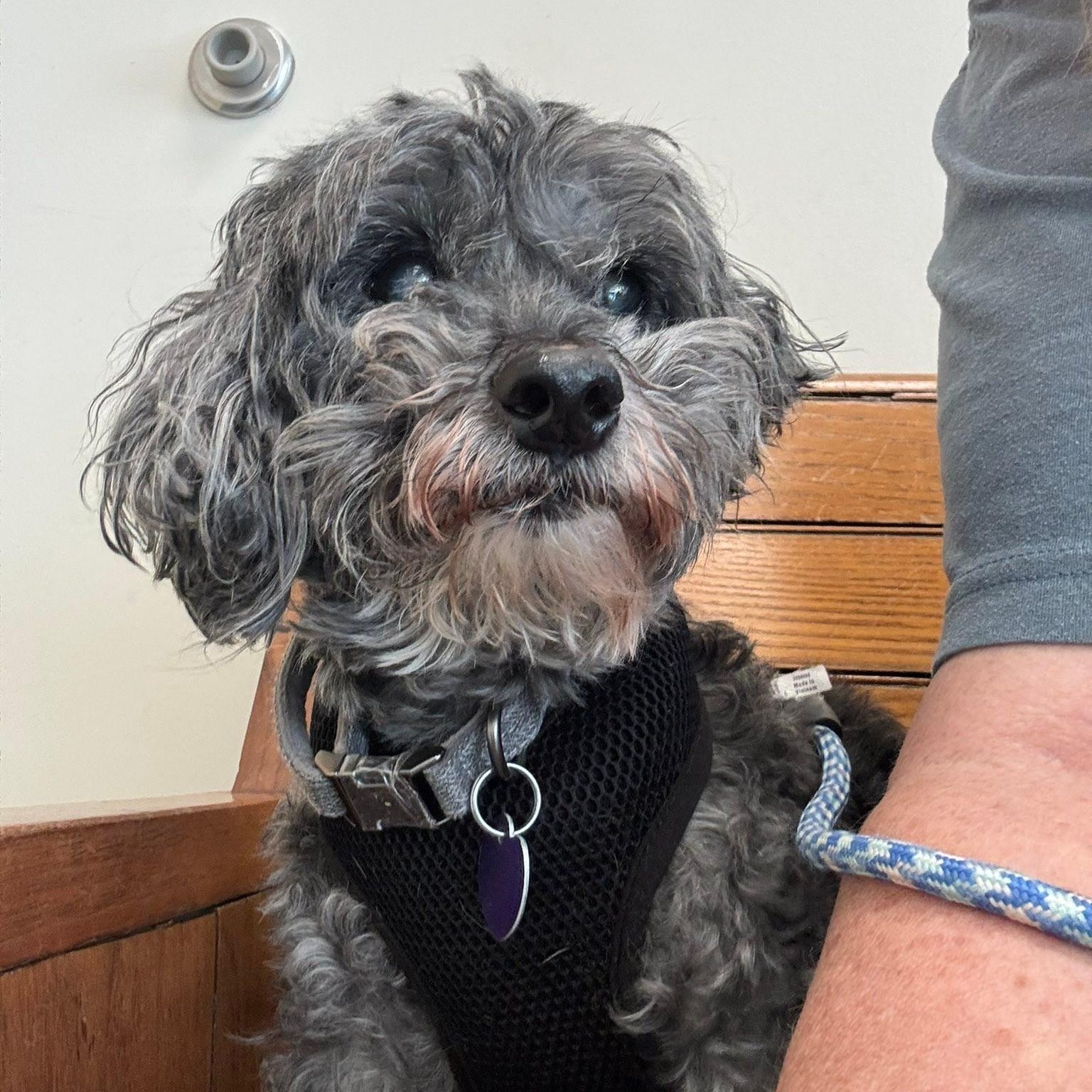 Enlarge Bentley, an adoptable mixed breed in Rockville, MD image 2/6