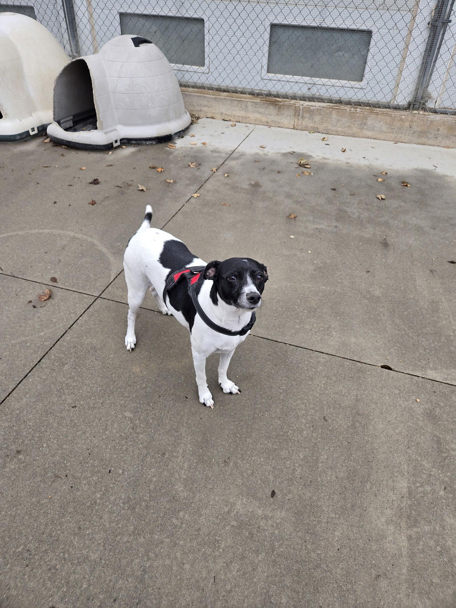 Wendy, Adoptable, Senior Female Jack Russell Terrier.