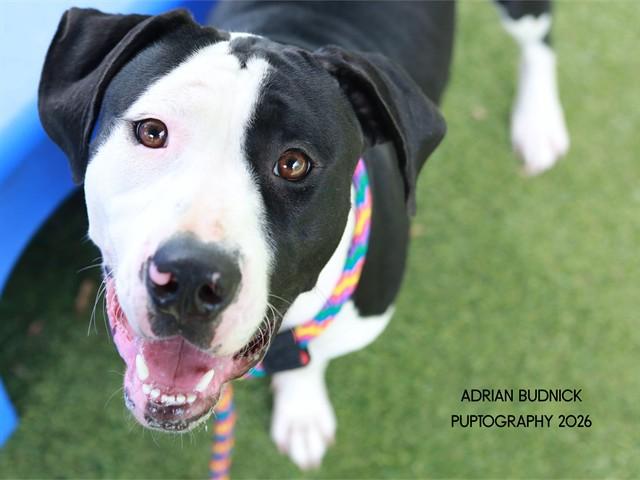 Greenland, ADOPTABLE, Adult Female Mixed Breed.