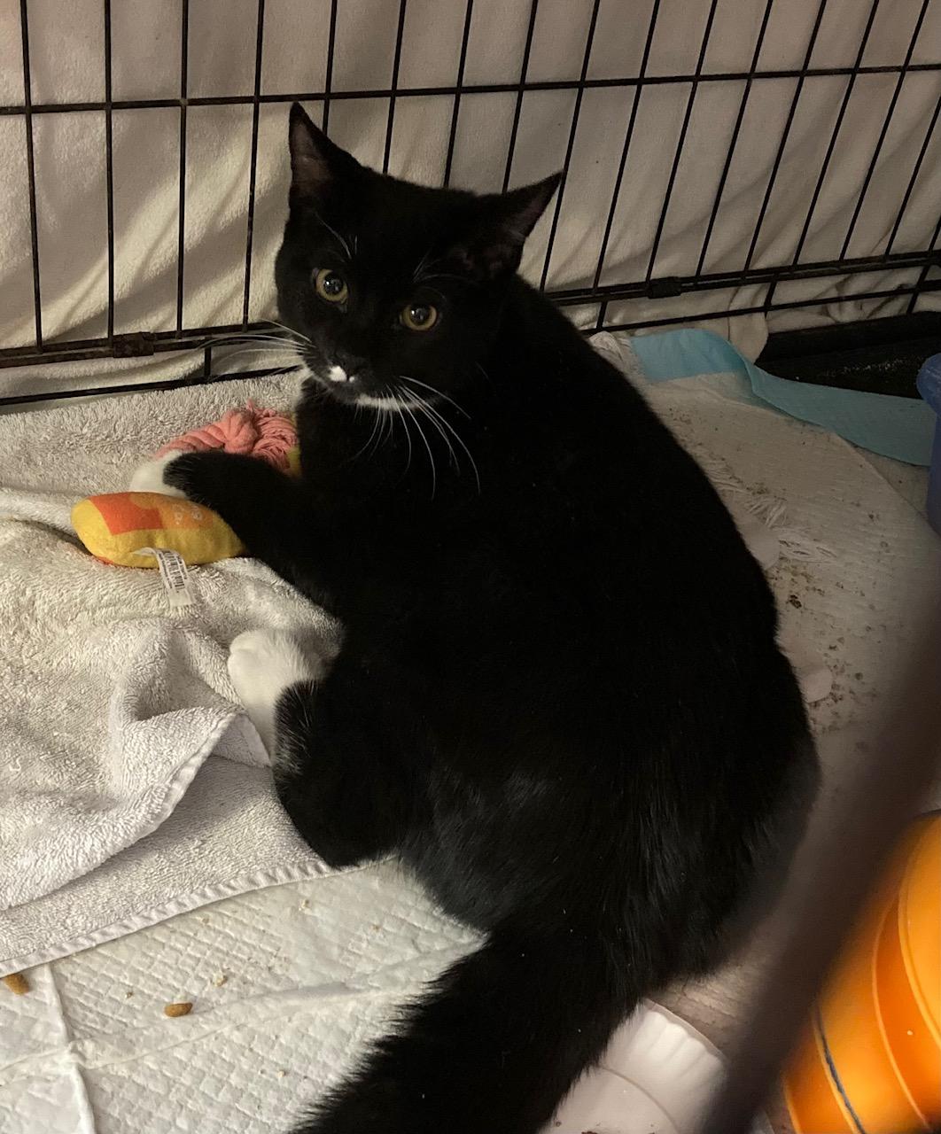 Mason, an adopted mixed breed in Bridgeport, CT image 3/3