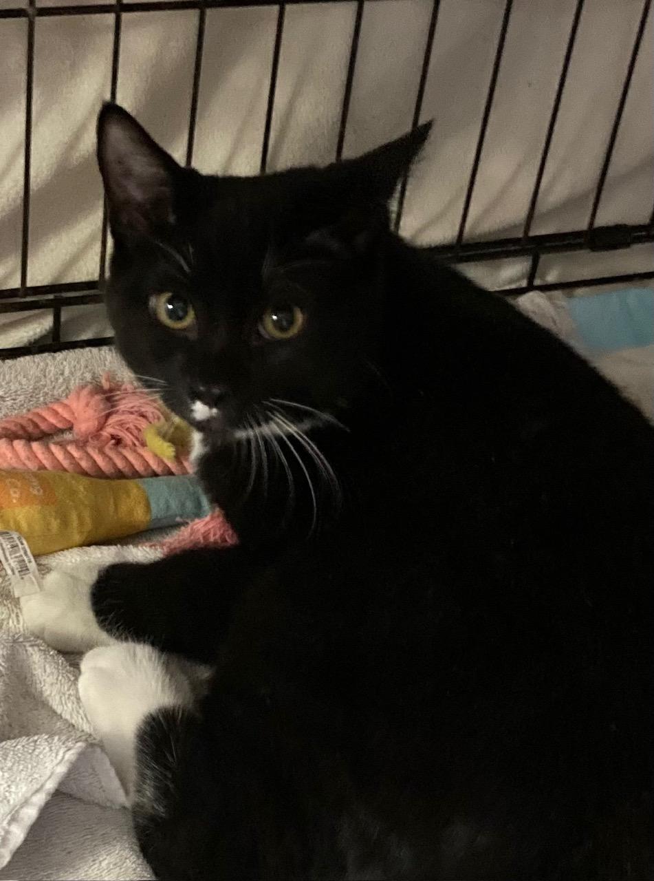 Mason, an adopted mixed breed in Bridgeport, CT image 2/3