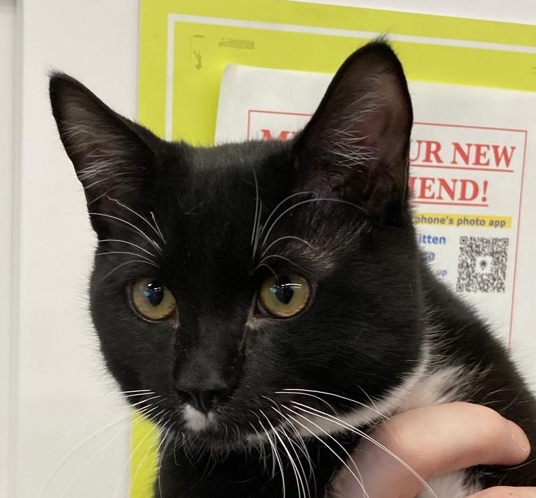 Mason, adopted, Young Male Domestic Short Hair.