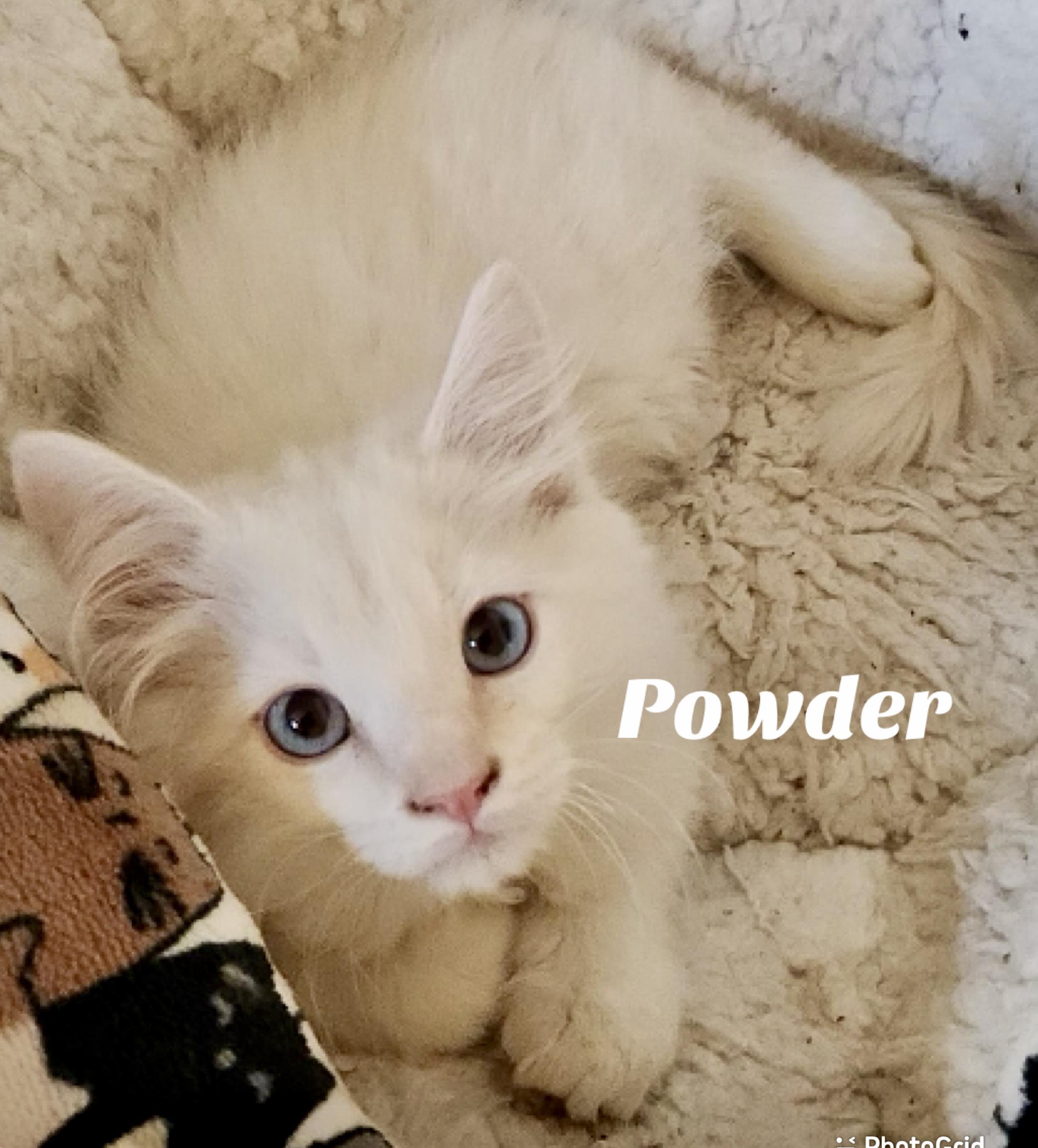 Powder
