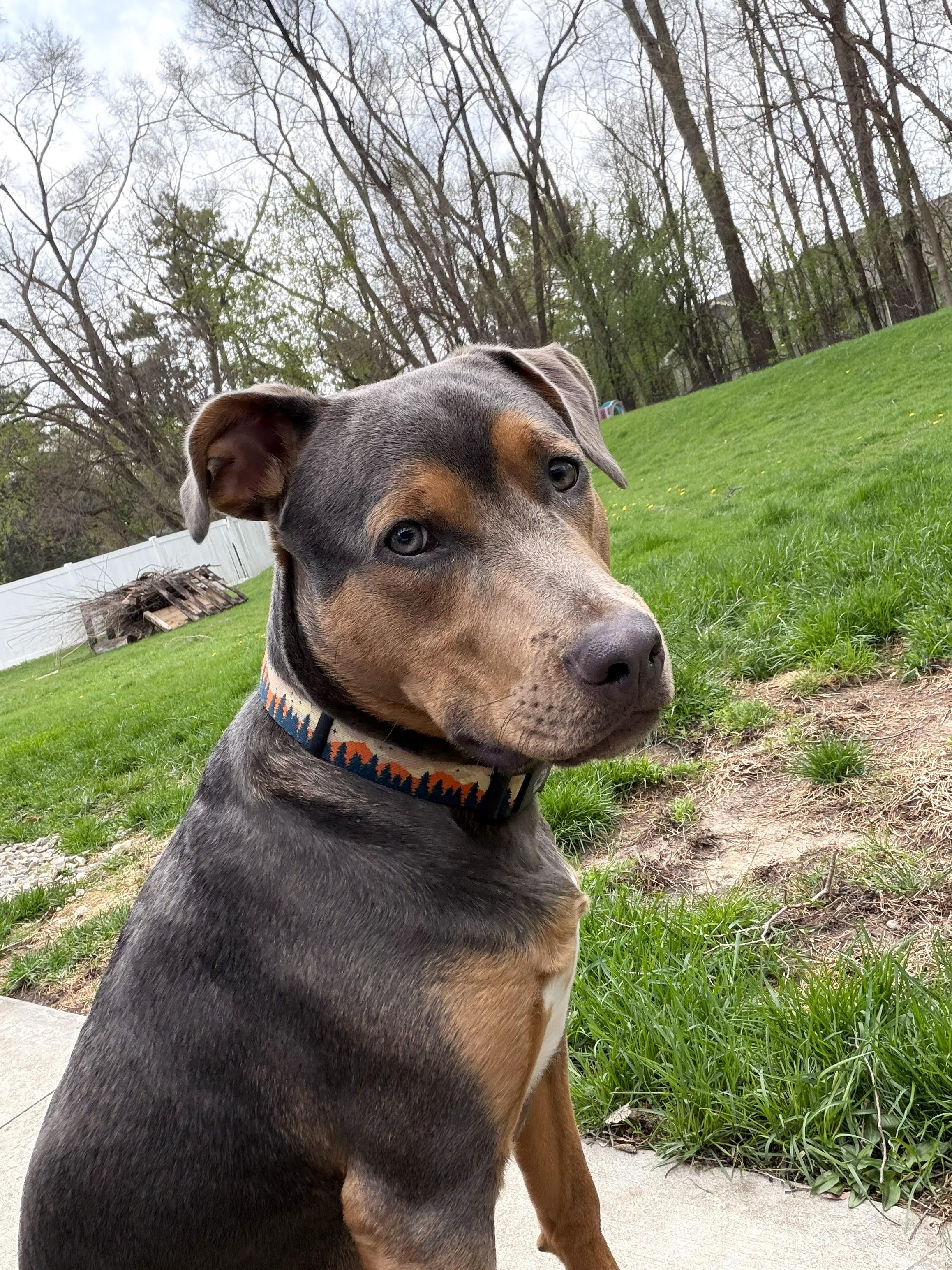 Enlarge Braxton, a ADOPTABLE mixed breed in Oregon, WI image 3/5