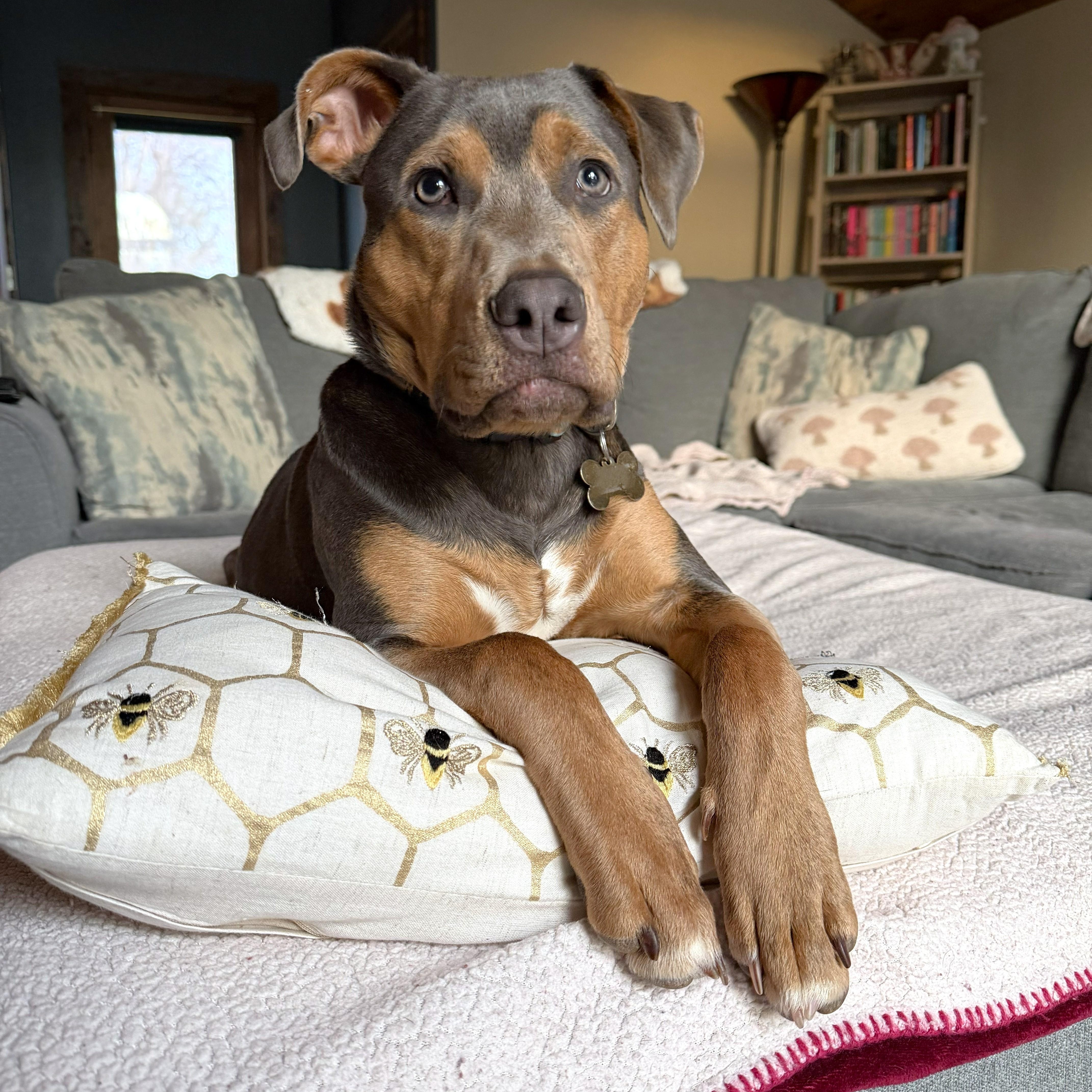 Braxton, ADOPTABLE, Young Male Hound.