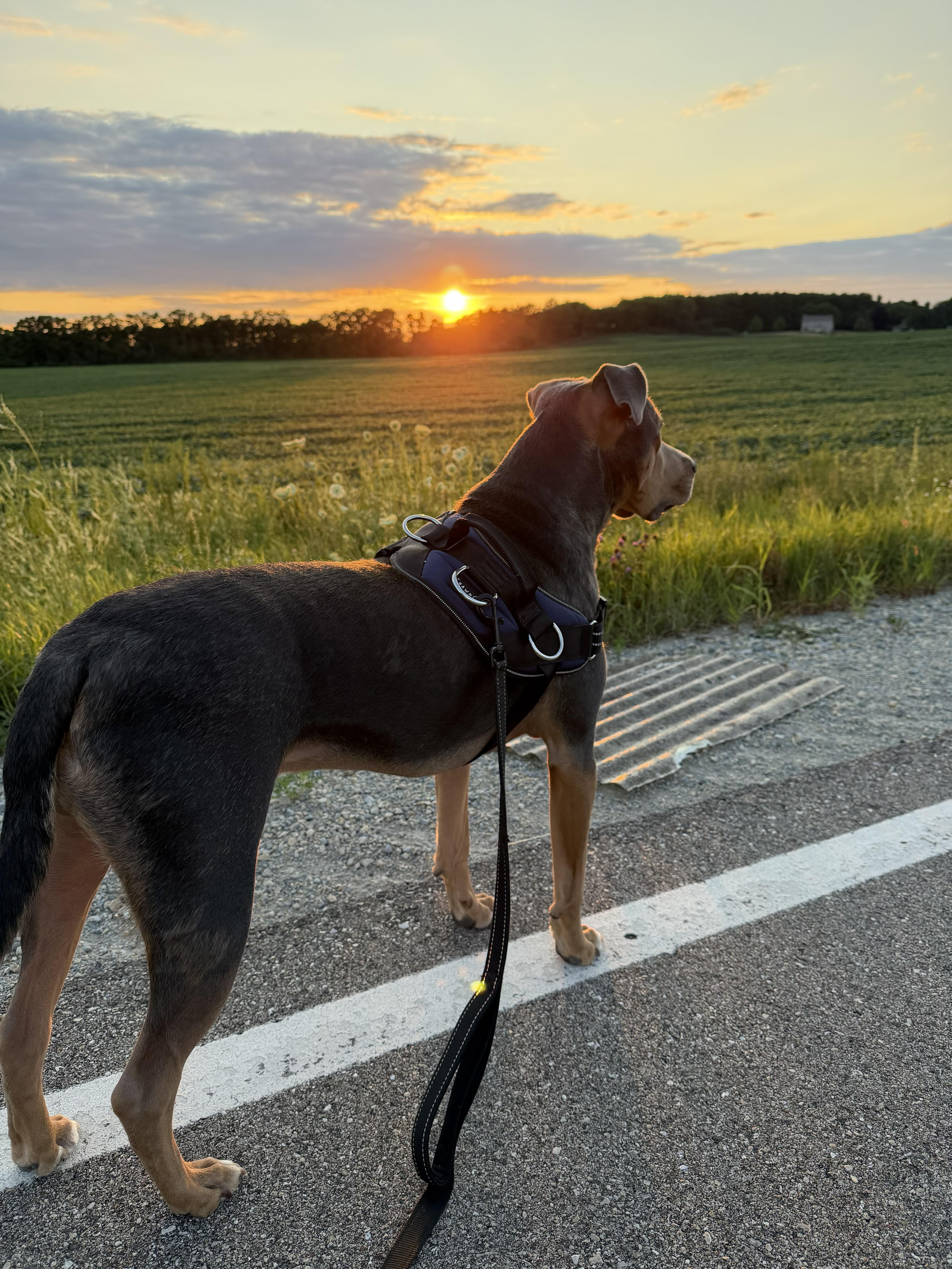 Enlarge Braxton, a ADOPTABLE mixed breed in Oregon, WI image 4/5
