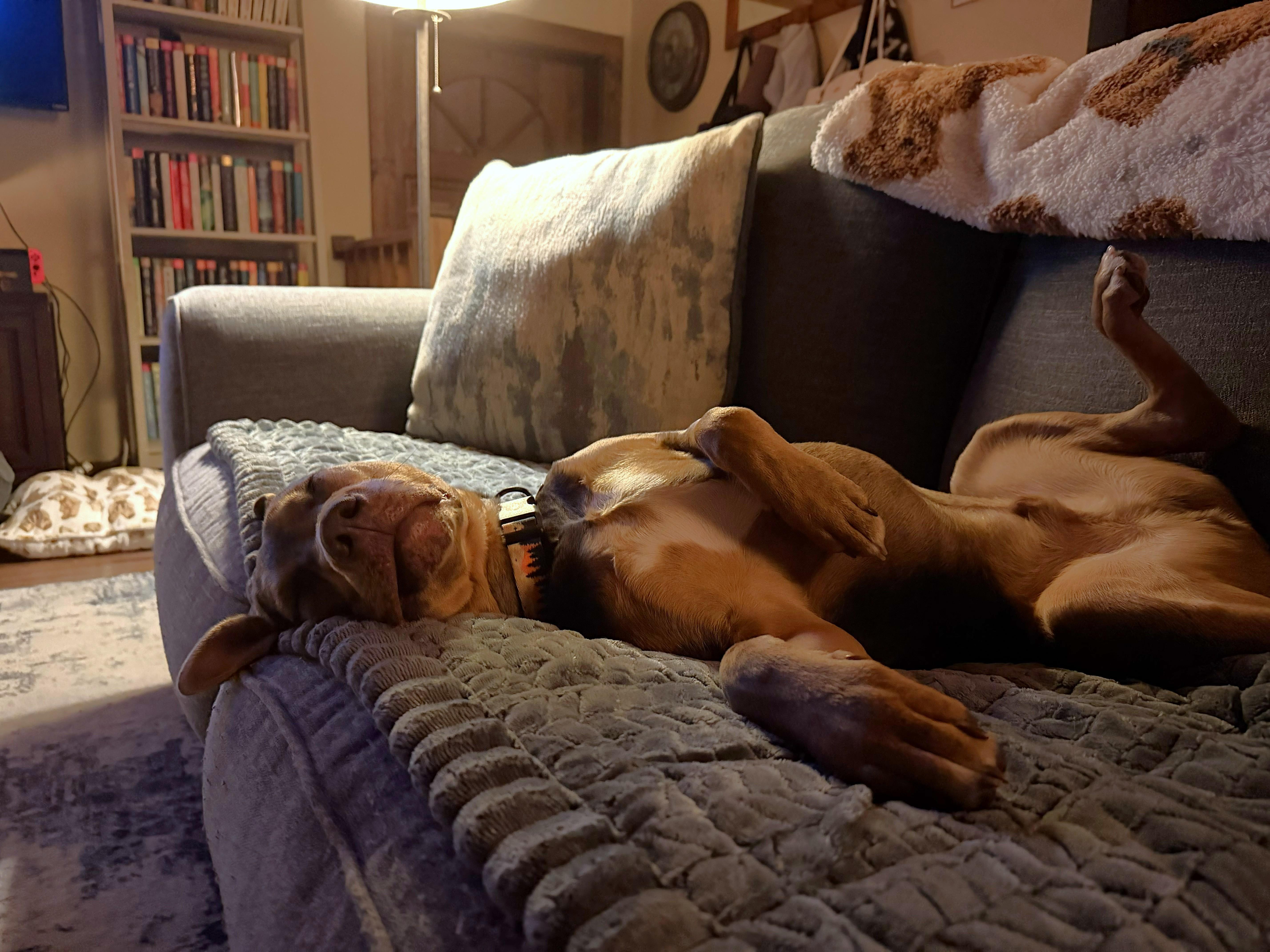 Enlarge Braxton, a ADOPTABLE mixed breed in Oregon, WI image 2/5