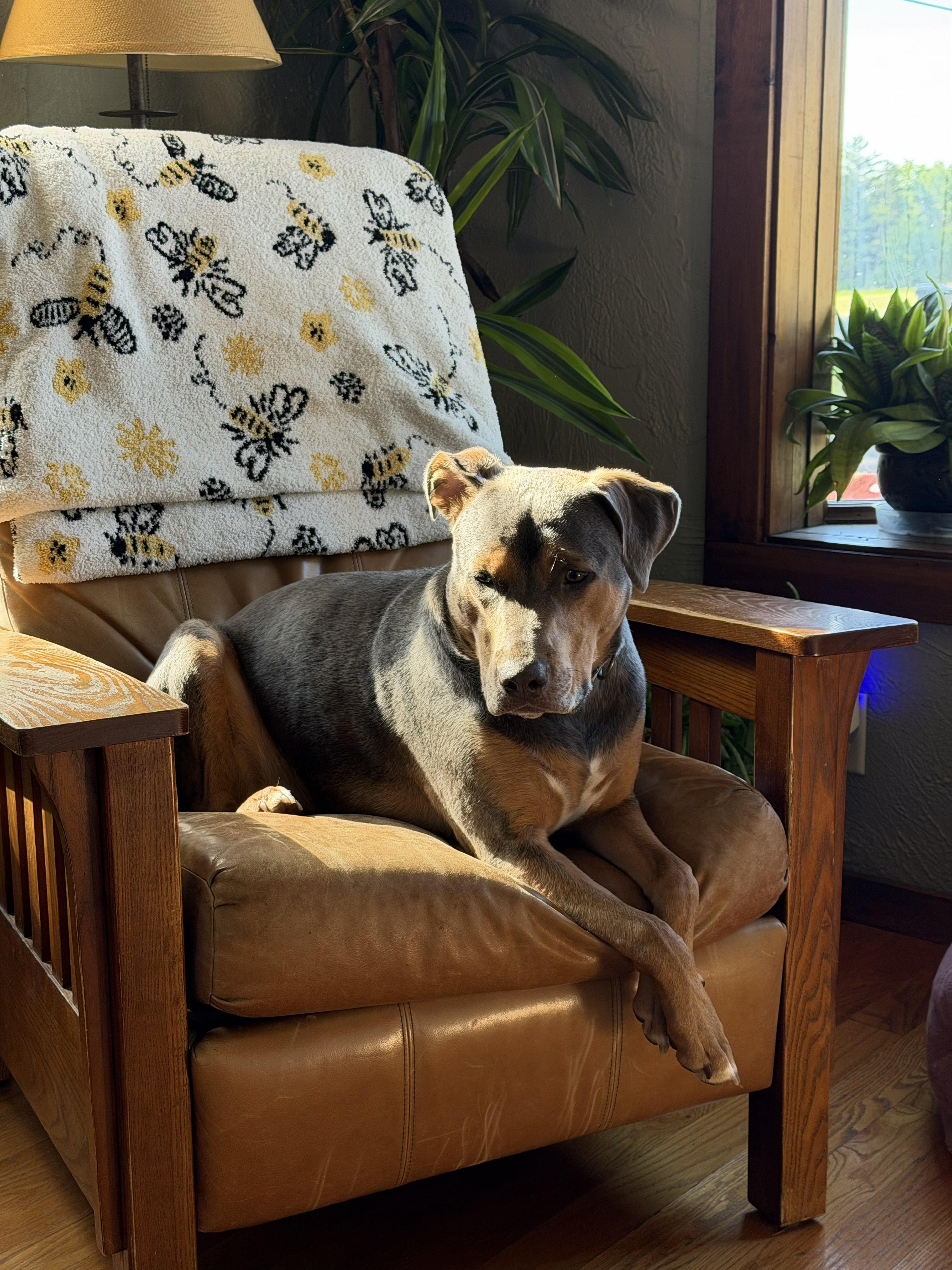 Enlarge Braxton, a ADOPTABLE mixed breed in Oregon, WI image 5/5