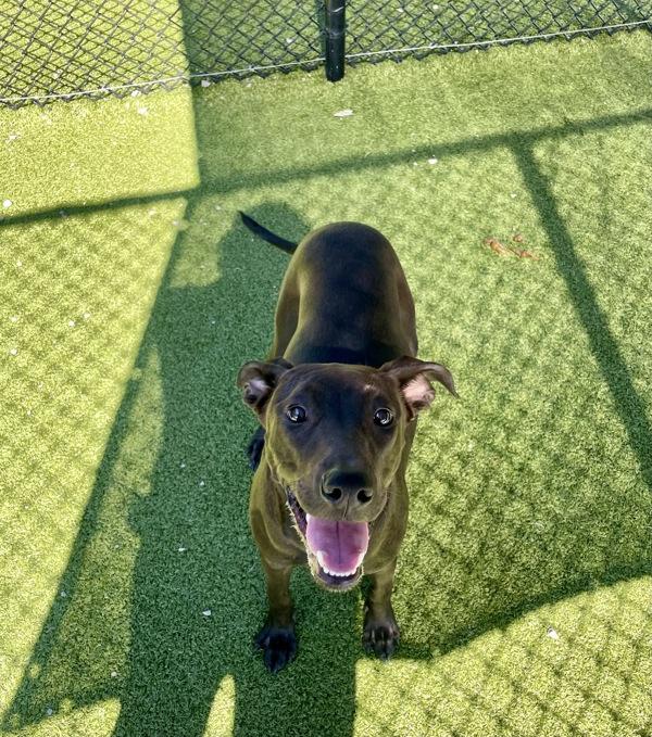 Enlarge Bentley, a Adoptable mixed breed in Lafayette, LA image 1/6