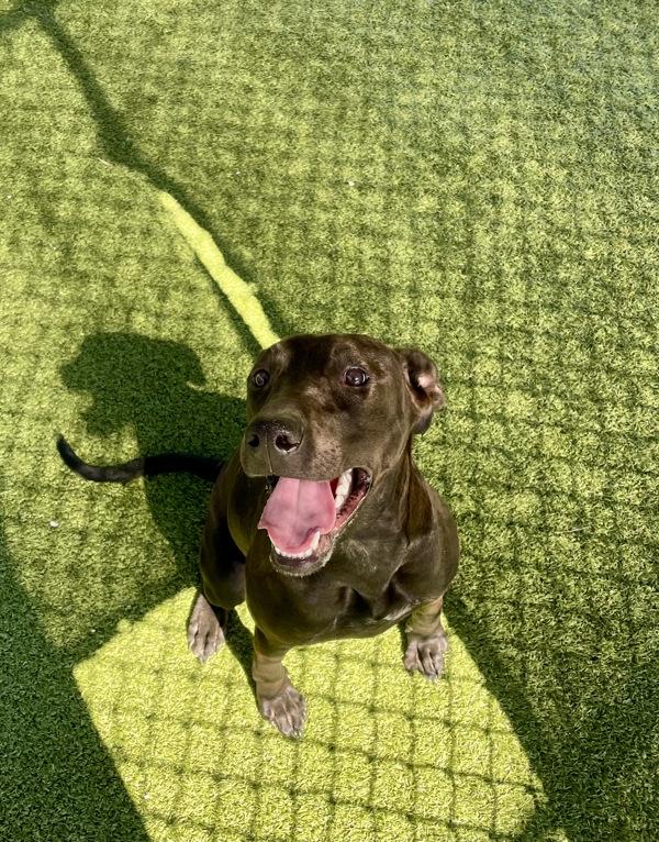 Enlarge Bentley, a Adoptable mixed breed in Lafayette, LA image 3/6