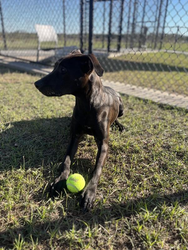 Enlarge Bentley, a Adoptable mixed breed in Lafayette, LA image 4/6