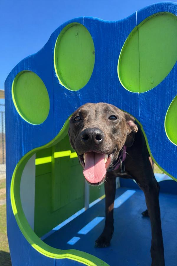 Enlarge Bentley, a Adoptable mixed breed in Lafayette, LA image 6/6