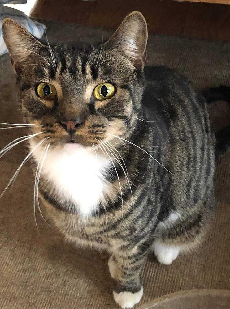 Fortune Orchard, Adoptable, Adult Male Domestic Short Hair.