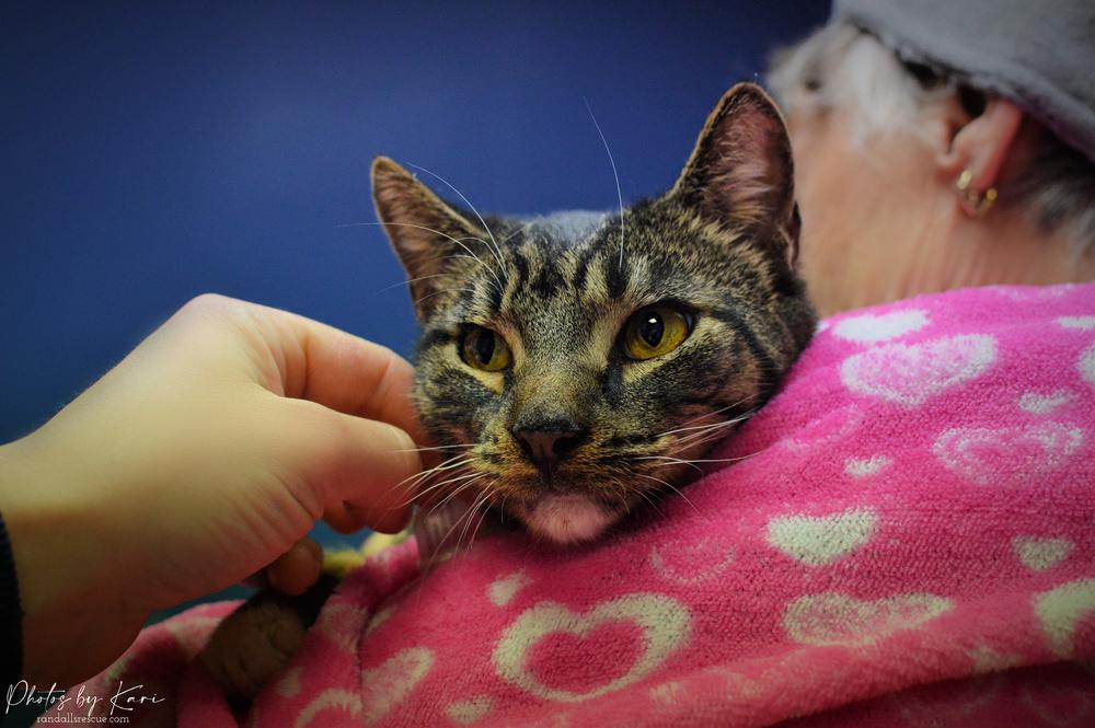 Enlarge Fortune Orchard, a Adoptable Domestic Short Hair in Mount Laurel, NJ image 2/2